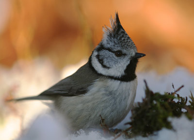 Tofsmes [Crested Tit] (IMG_1915)