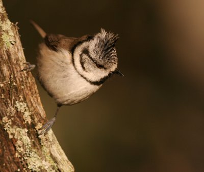 Tofsmes [Crested Tit] (IMG_2324)