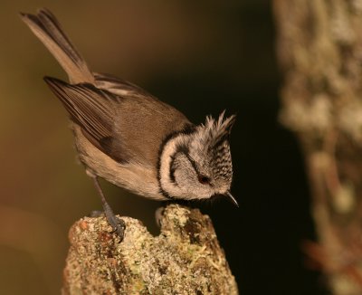 Tofsmes [Crested Tit] (IMG_2343)