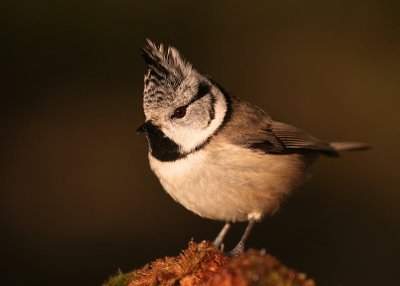 Tofsmes [Crested Tit] (IMG_2358)