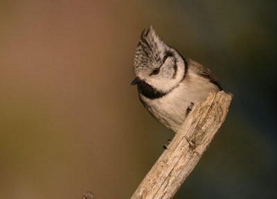 Tofsmes [Crested Tit] (IMG_3009)