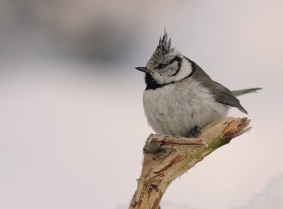 Tofsmes [Crested Tit] (IMG_8412)