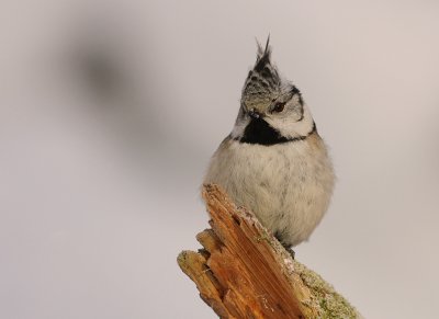 Tofsmes [Crested Tit] (IMG_8446)