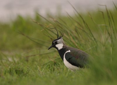 Tofsvipa [Northern Lapwing] (IMG_6094)