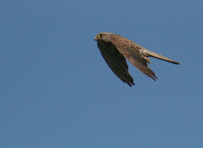 Tornfalk [Common Kestrel] (IMG_3437)