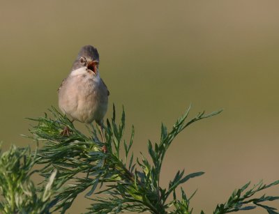 Trnsngare [Common Whitethroat] (IMG_3137)