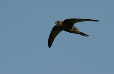 Tornseglare [Common Swift] (IMG_1073)