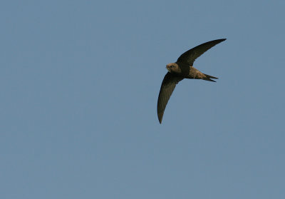Tornseglare [Common Swift] (IMG_1082)