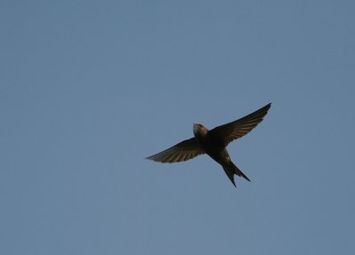 Tornseglare [Common Swift] (IMG_1788)