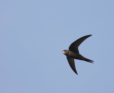 Tornseglare [Common Swift] (IMG_2652)
