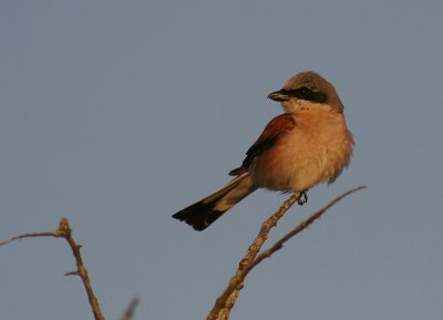 Trnskata [Red-backed Shrike] (IMG_6618)