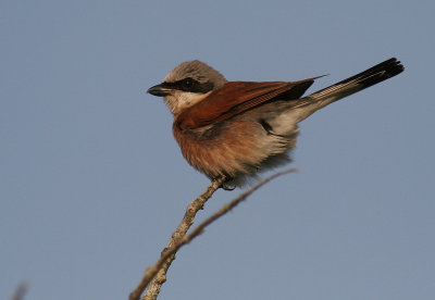 Trnskata [Red-backed Shrike] (IMG_6660)