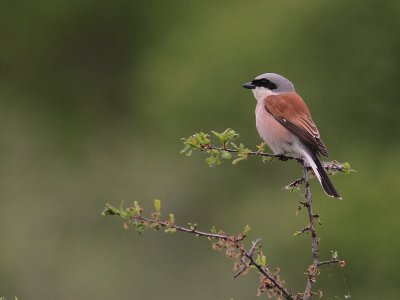 Trnskata [Red-backed Shrike] (IMG_8916)
