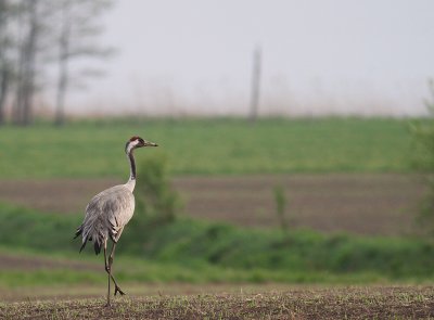 Trana [Common Crane] (IMG_3804)