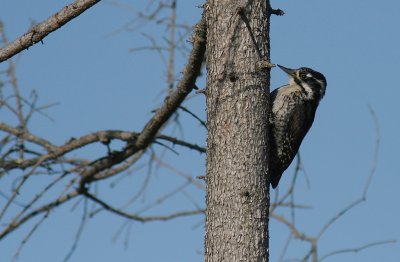 Tretig hackspett [Three-toed Woodp.] (IMG_2564)