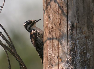 Tretig hackspett [Three-toed Woodp.] (IMG_3174)