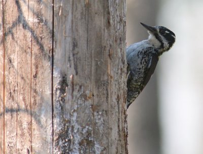 Tretig hackspett [Three-toed Woodp.] (IMG_3178)