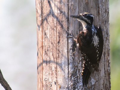 Tretig hackspett [Three-toed Woodp.] (IMG_3196)