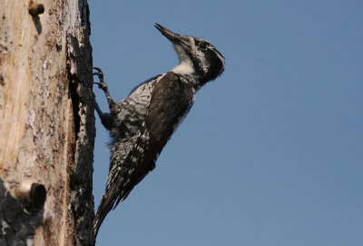 Tretig hackspett [Three-toed Woodp.] (IMG_3231)