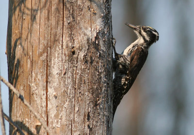 Tretig hackspett [Three-toed Woodp.] (IMG_3267)