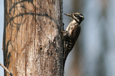 Tretig hackspett [Three-toed Woodp.] (IMG_3268)