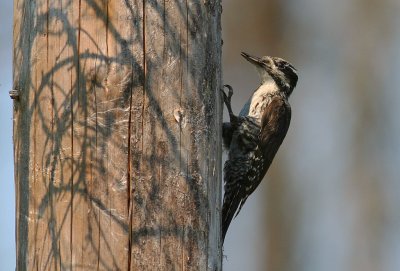 Tretig hackspett [Three-toed Woodp.] (IMG_3272)