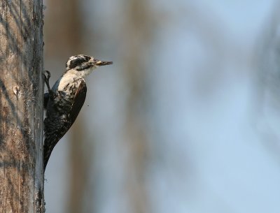 Tretig hackspett [Three-toed Woodp.] (IMG_3274)
