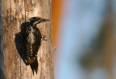 Tretig hackspett [Three-toed Woodp.] (IMG_4190)