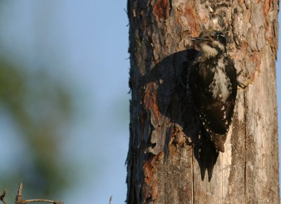 Tretig hackspett [Three-toed Woodp.] (IMG_4195)