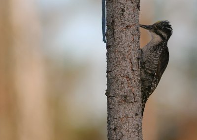 Tretig hackspett [Three-toed Woodp.] (IMG_4205)