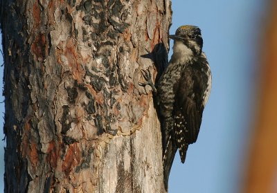 Tretig hackspett [Three-toed Woodp.] (IMG_4232)