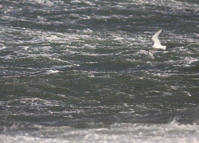 Tretig ms [Black-legged Kittiwake] (IMG_0888)