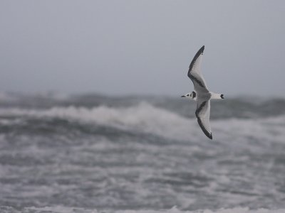 Tretig ms [Black-legged Kittiwake] (IMG_1034)