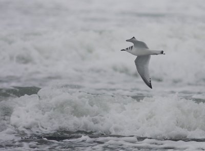 Tretig ms [Black-legged Kittiwake] (IMG_1523)