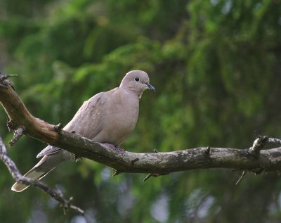 Turkduva [Eurasian Collared Dove] (IMG_7338)