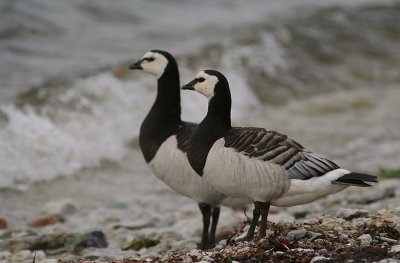 Vitkindad gs [Barnacle Goose] (IMG_7062)