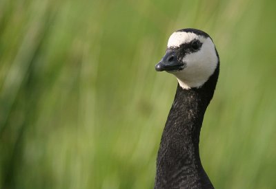 Vitkindad gs [Barnacle Goose] (IMG_8807)