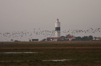 Vitkindad gs [Barnacle Goose] (IMG_8468)