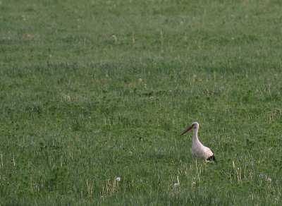 Vit stork [White Stork] (IMG_2251)