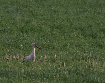 Vit stork [White Stork] (IMG_2283)