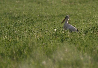 Vit stork [White Stork] (IMG_2424)