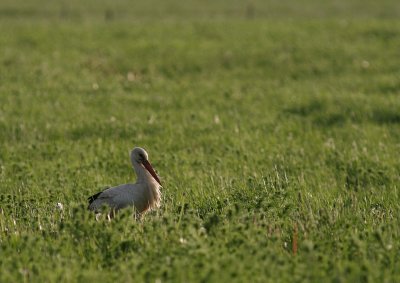Vit stork [White Stork] (IMG_2438)