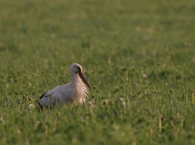Vit stork [White Stork] (IMG_2519)