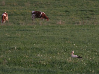 Vit stork [White Stork] (IMG_2543)
