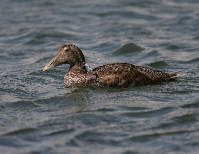 Ejder [Common Eider] (IMG_7894)