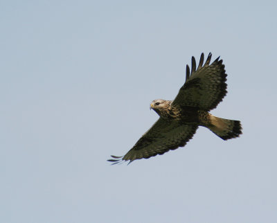 Fjllvrk [Rough-legged Buzzard] (IMG_3077)