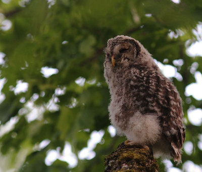 Slaguggla [Ural Owl] (IMG_8644)