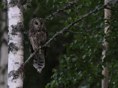 Slaguggla [Ural Owl] (IMG_8718)