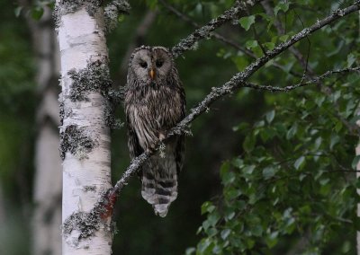 Slaguggla [Ural Owl] (IMG_8722)