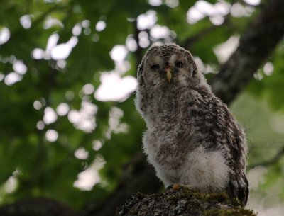 Slaguggla [Ural Owl] (IMG_9938)